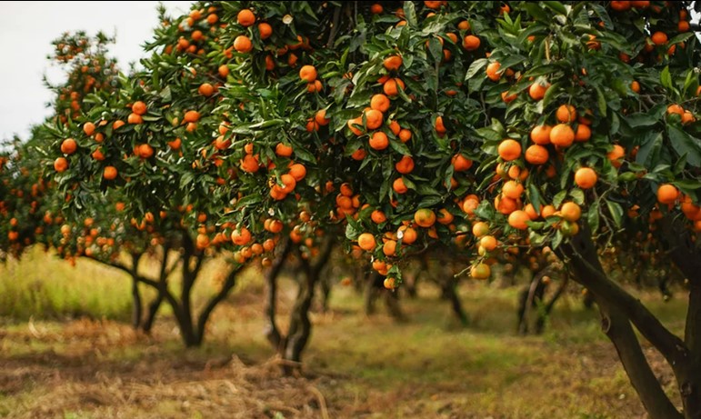 Фотография плантации мандариновых деревьев в Абхазии