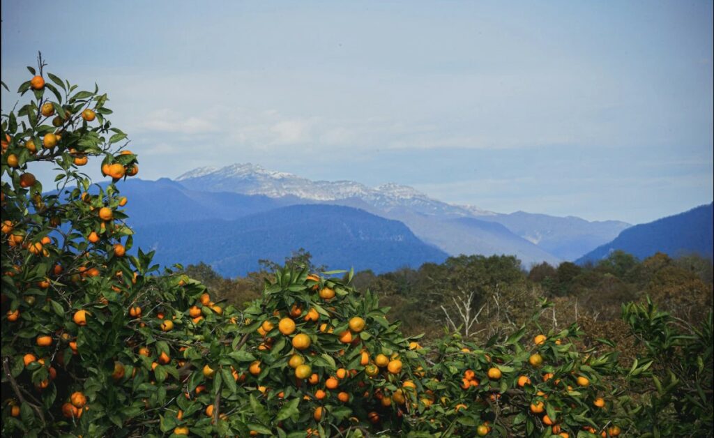 Пейзаж с мандариновыми деревьями у подножия гор в Абхазии