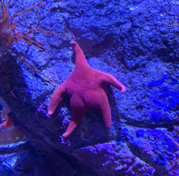 Фото розовой морской звезды с "попкой" на фоне голубого камня