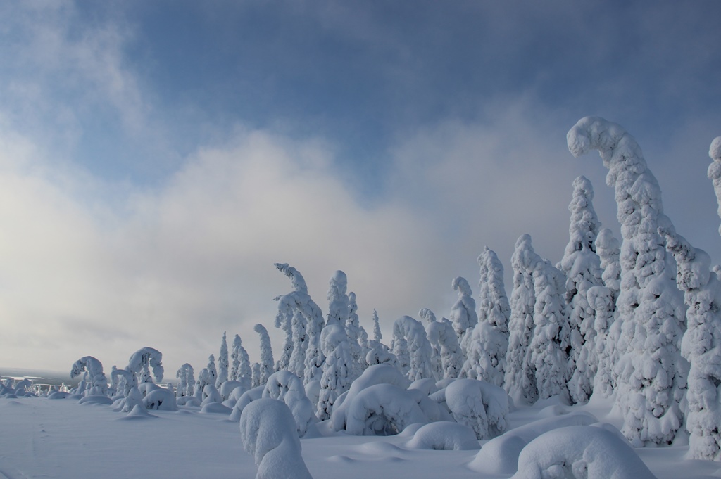 Заснеженные деревья в зимнем национальном парке России с нетронутым снегом