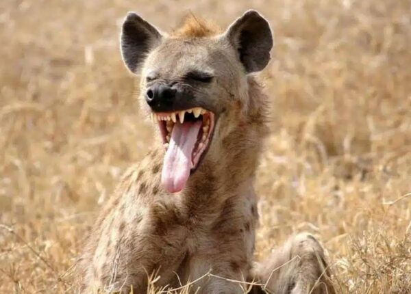 Интересные факты о гиенах: гигантский клитор, родство с кошками, невероятно мощные челюсти и другие
