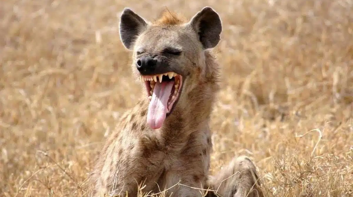 Пятнистая гиена с открытой пастью в саванне