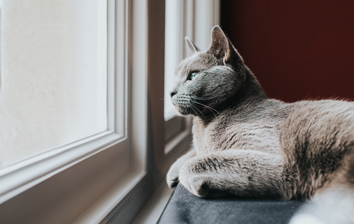 Одинокая кошка у окна