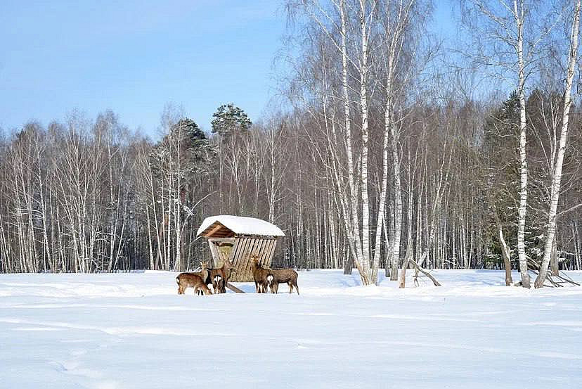 Группа лосей у кормушки в зимнем лесу национального парка Лосиный остров