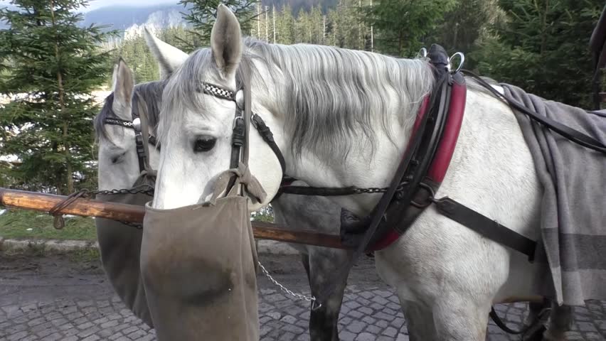 Лошади с подвешенной торбой-кормушкой на мордах