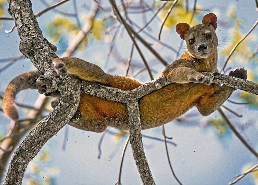 Молодая фосса расслабленно лежит на ветке дерева