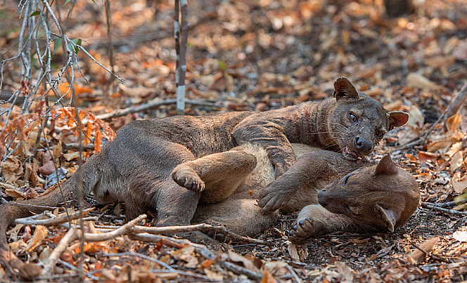 Две фоссы лежат на земле среди листьев