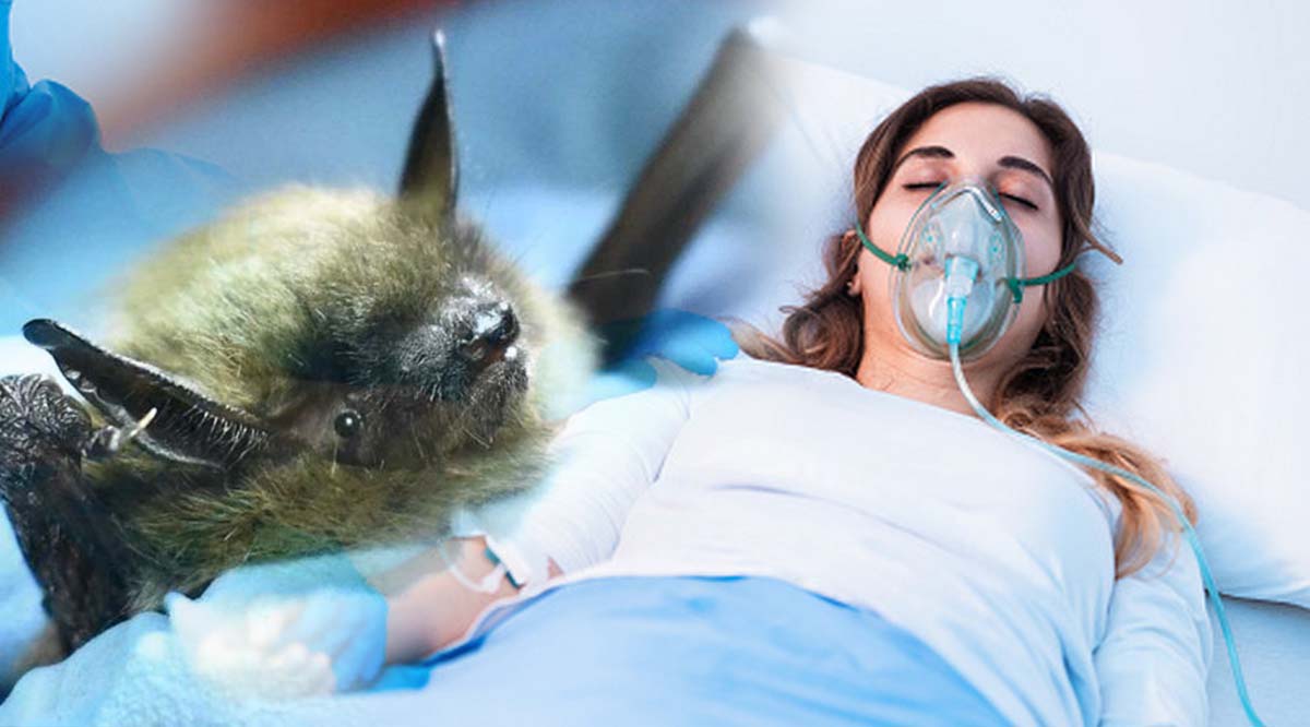 Коллаж Джина Гис история выздоровления от бешенства