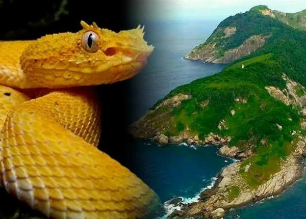 Кеймада-Гранди: бразильский остров, где на каждый квадратный метр приходится по ядовитой змее