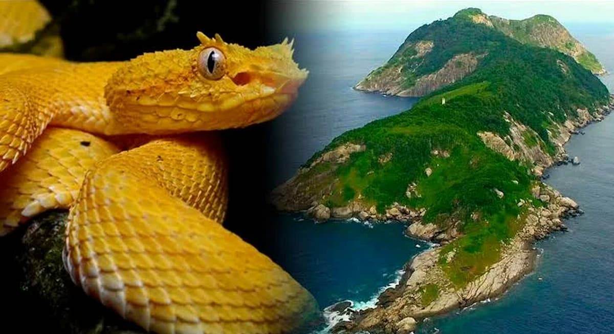 Остров змей Бразилия островной ботропс золотая гадюка