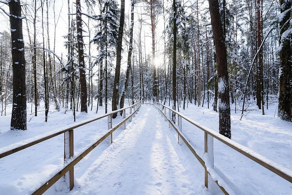 Заснеженный лес и огороженная дорожка на Лосином острове