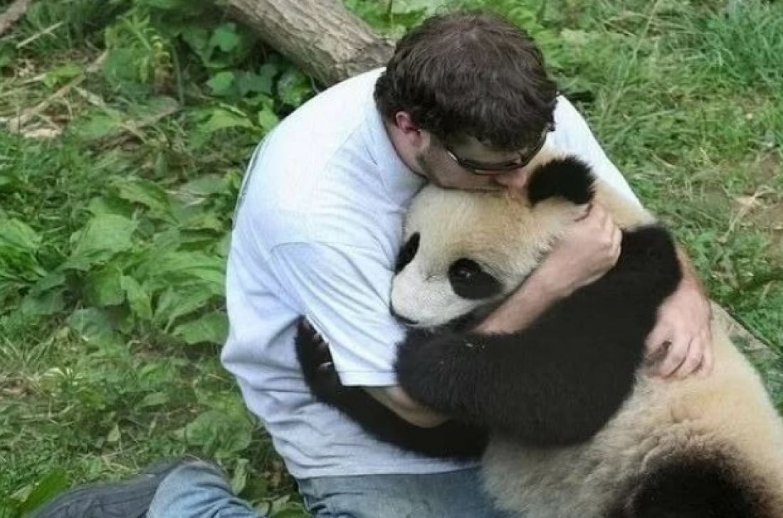 Панда обнимается с человеком зоопарк Китай