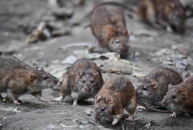 Группа крупных коричневых крыс ползет по земле среди мусора и обломков в темном помещении