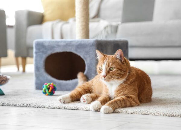 Можно ли оставить кошку одну на несколько дней и как сделать это правильно