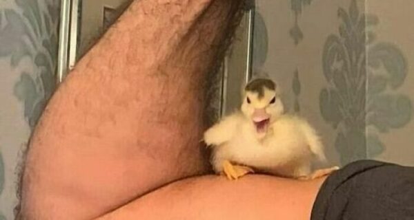 22 забавных фото, призванных поднять вам настроение