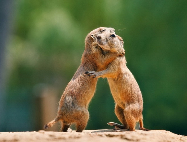 Коты обнимаются милые фото животных