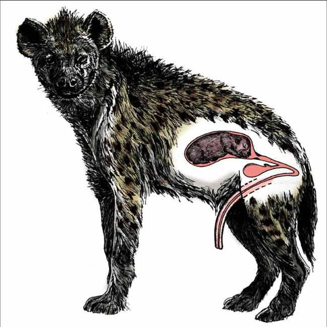 Схема строения мочеполовой системы самки пятнистой гиены