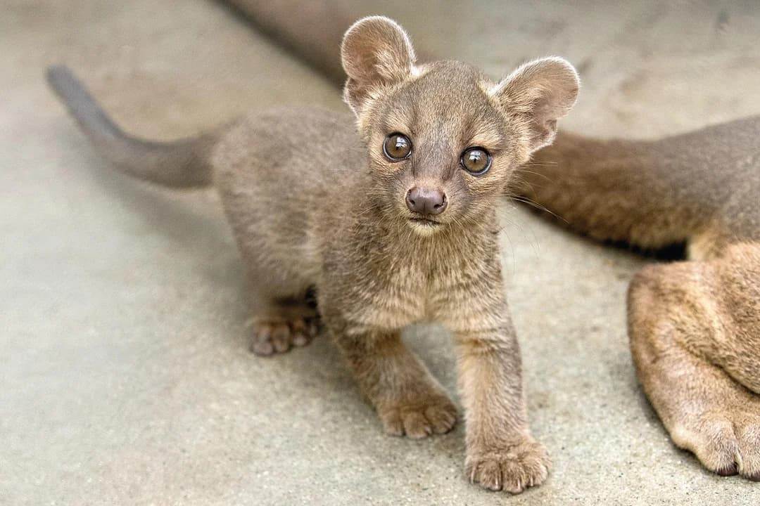 Детеныш фоссы с большими глазами на песке
