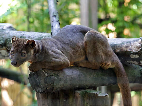 Фосса на ветке дерева демонстрирует акробатические способности