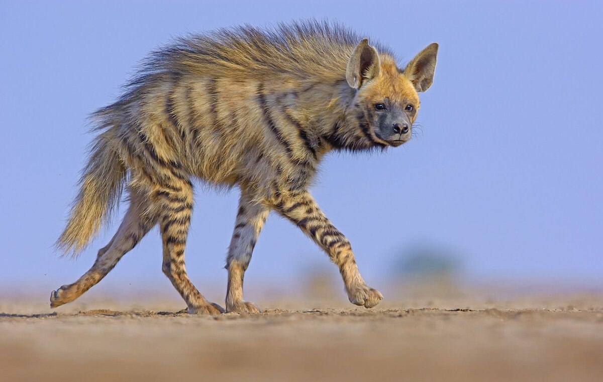 Полосатая гиена, идущая по пустыне