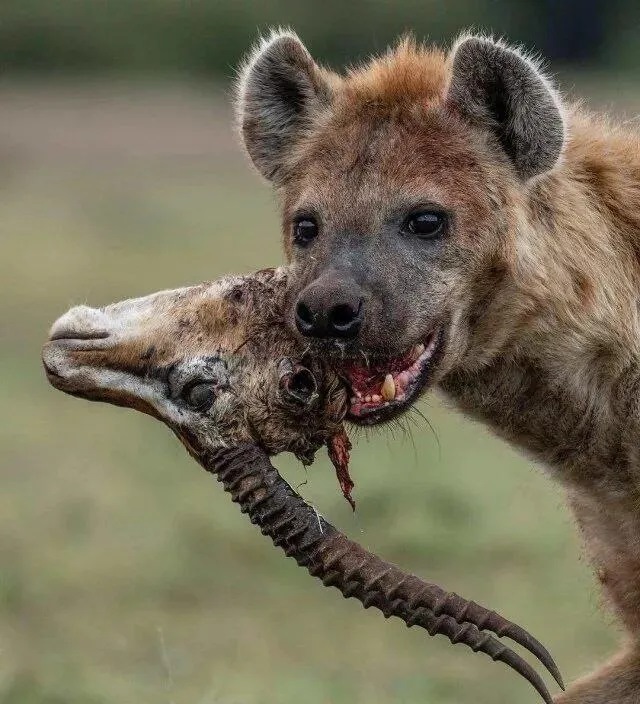 Гиена с трофеем — головой антилопы в пасти