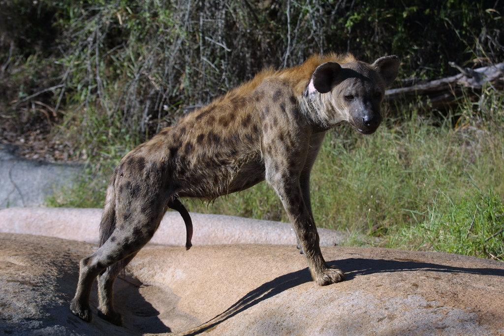 Самец пятнистой гиены с выраженными признаками псевдопениса у самок