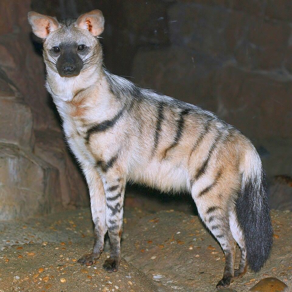 Земляной волк на темном фоне