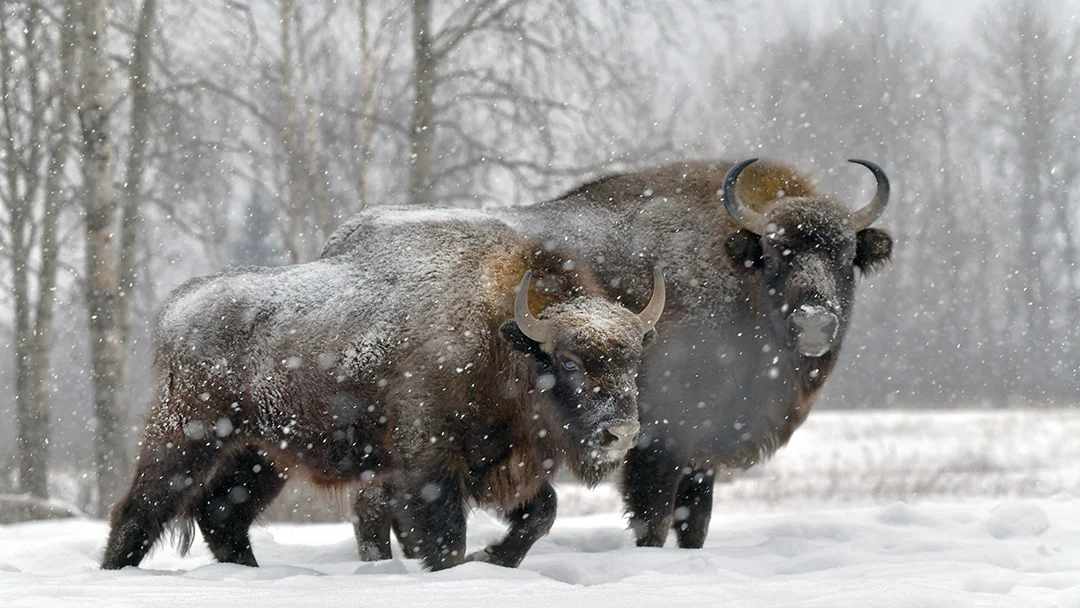 Зубры идут через снегопад в Смоленском Поозерье