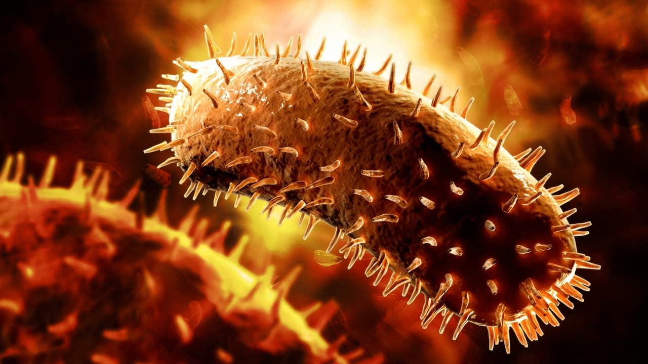 Bigpicture ru decenas de personas mueren por el virus chandipura en india