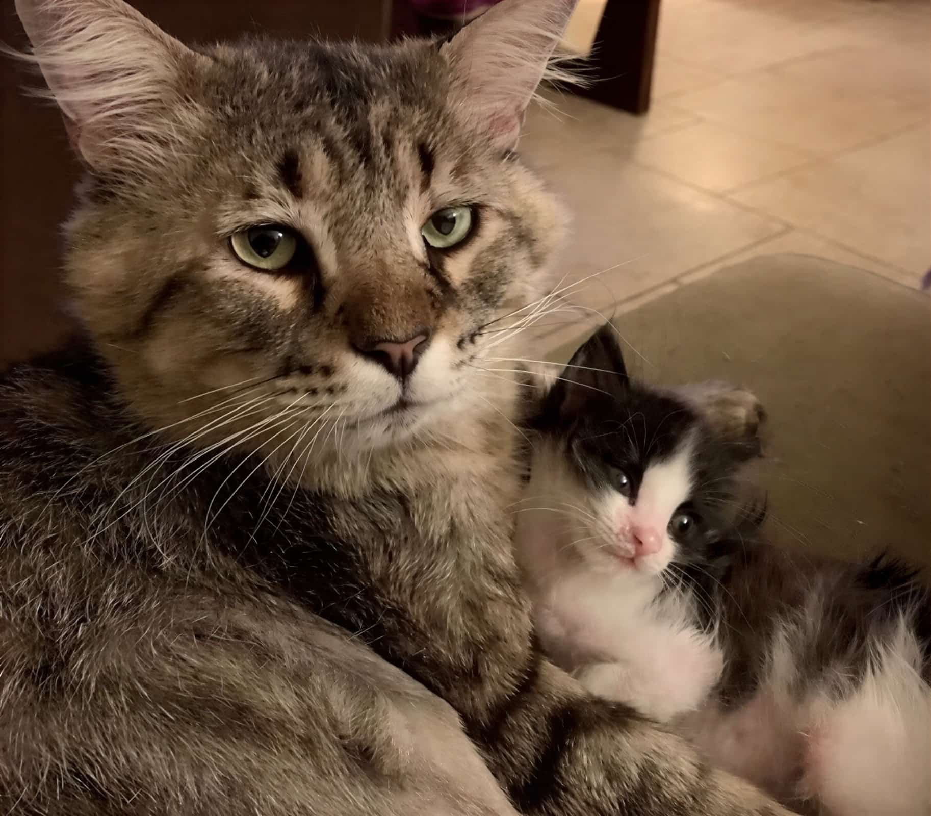 Котёнок и пожилая кошка