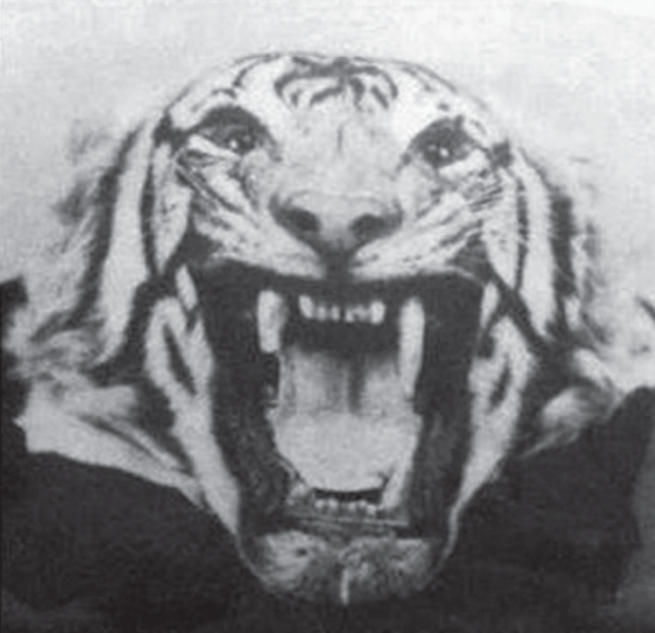 Bigpicture ru head of the champawat tiger