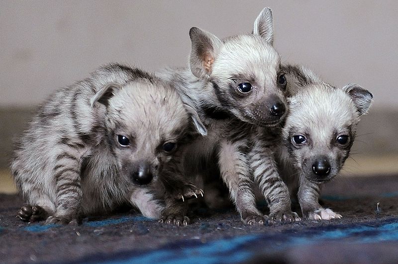 Детеныши полосатой гиены