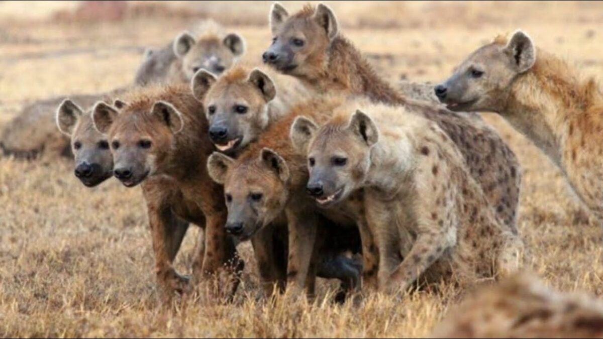 Клан пятнистых гиен в саванне