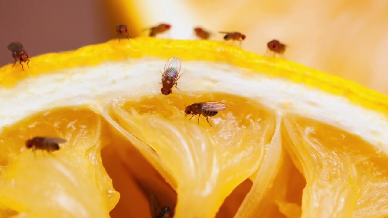 Bigpicture ru maxresdefault