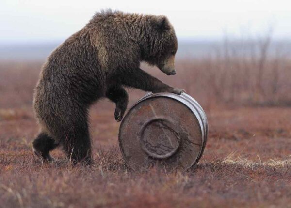 От индийской обезьяны до русского медведя: невероятная история фразеологизма