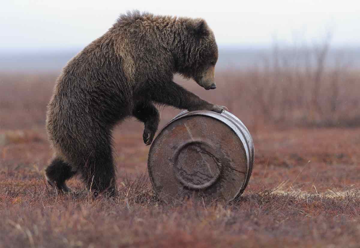 медведь катит бочку