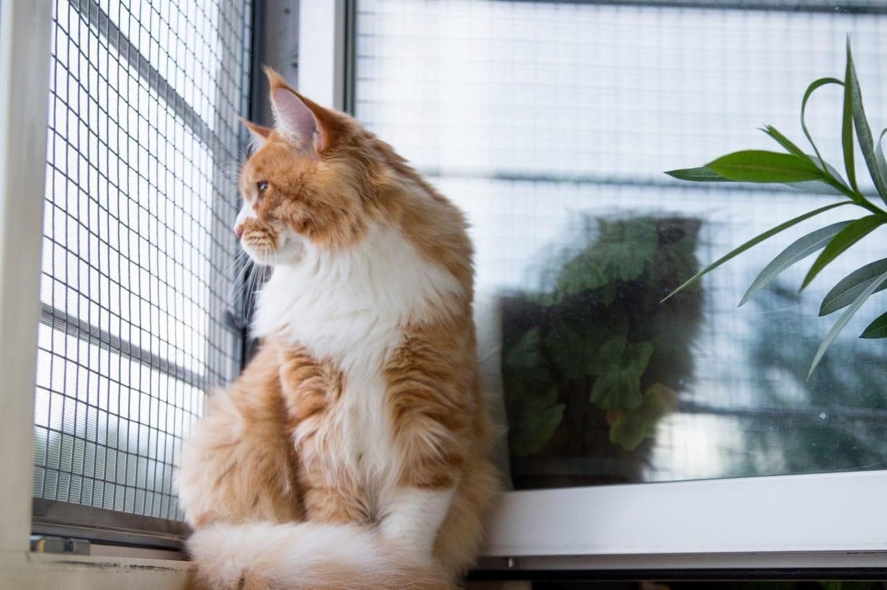 Кошка у безопасного окна