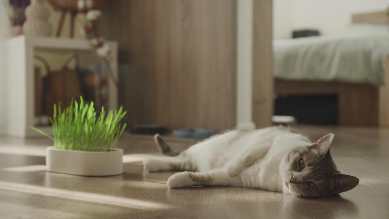 Bigpicture ru relaxed cat lying on wooden floor near grass video