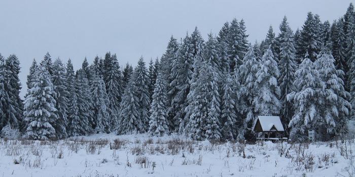 Зимний пейзаж с домиком на фоне заснеженного леса в Русском Севере