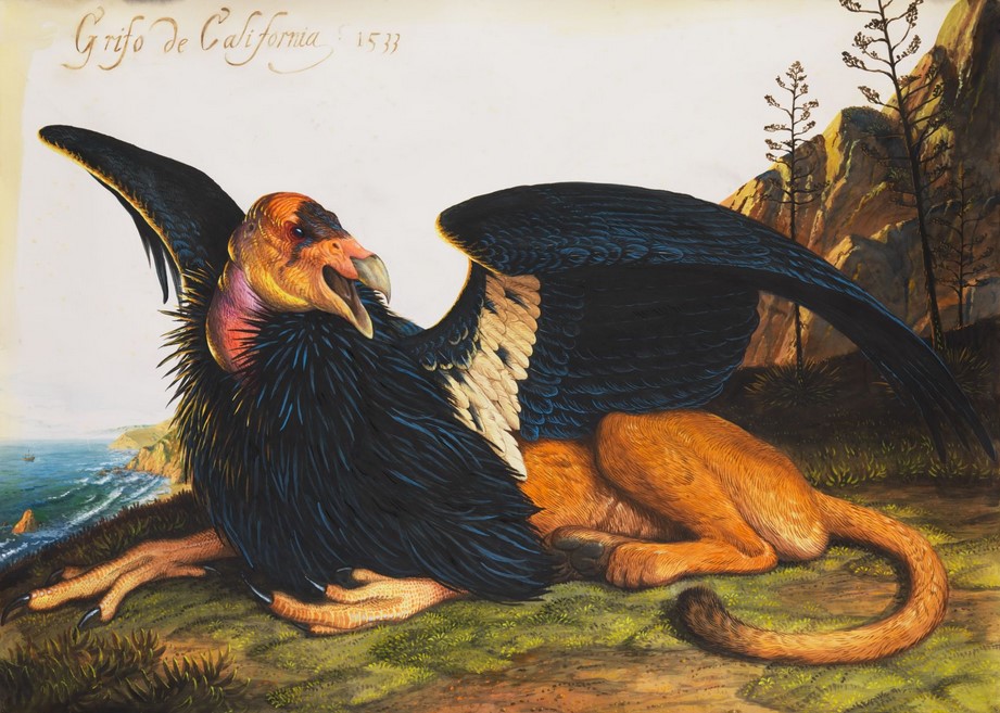 Калифорнийский грифон кондор вымирающие птицы Америки акварель Форда