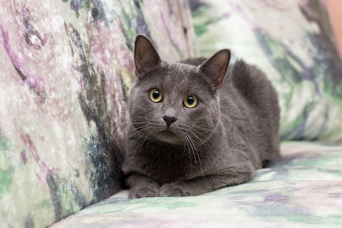 Серая дымчатая кошка с желтыми глазами лежит на цветном покрывале и смотрит в камеру