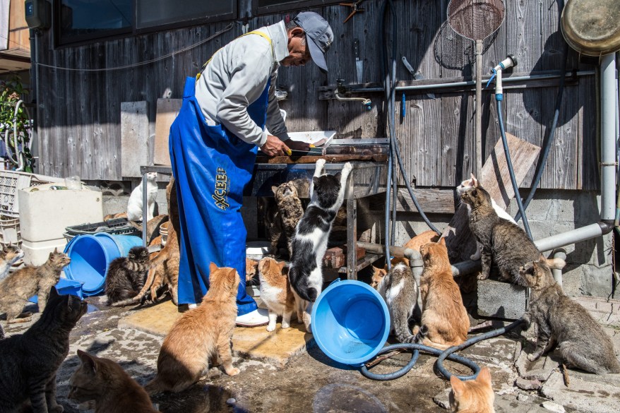 Пожилой житель острова Аосима кормит кошек, вокруг него собралась целая стая