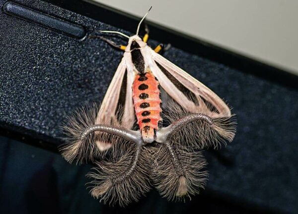 Креатонотос гандис: моль с волосатыми щупальцами, которая напугала интернет