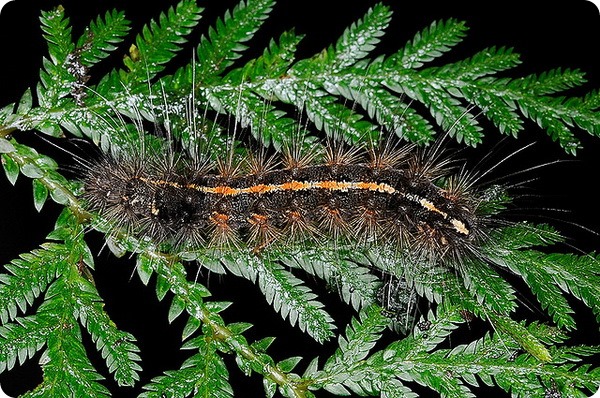 Волосатая гусеница креатонотоса гандиса на растении