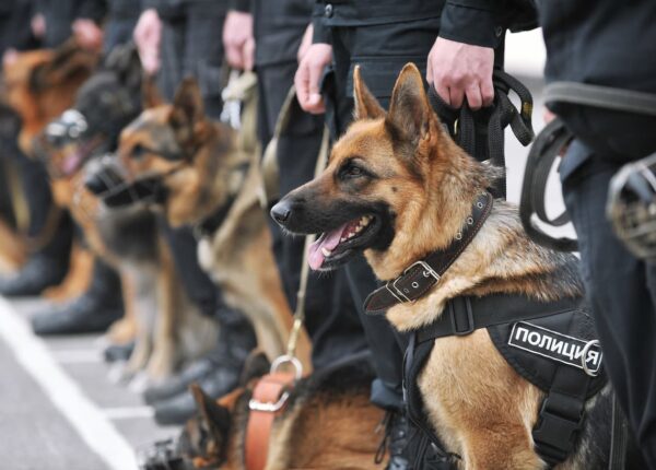 От доберманов в царской России до собак-сапёров: как четвероногие полицейские ловят преступников уже 200 лет