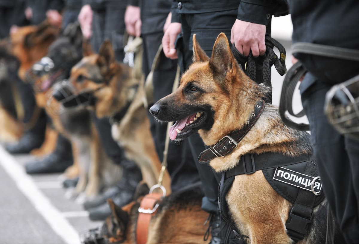 Современные служебные собаки кинологической службы МВД России немецкие овчарки на построении