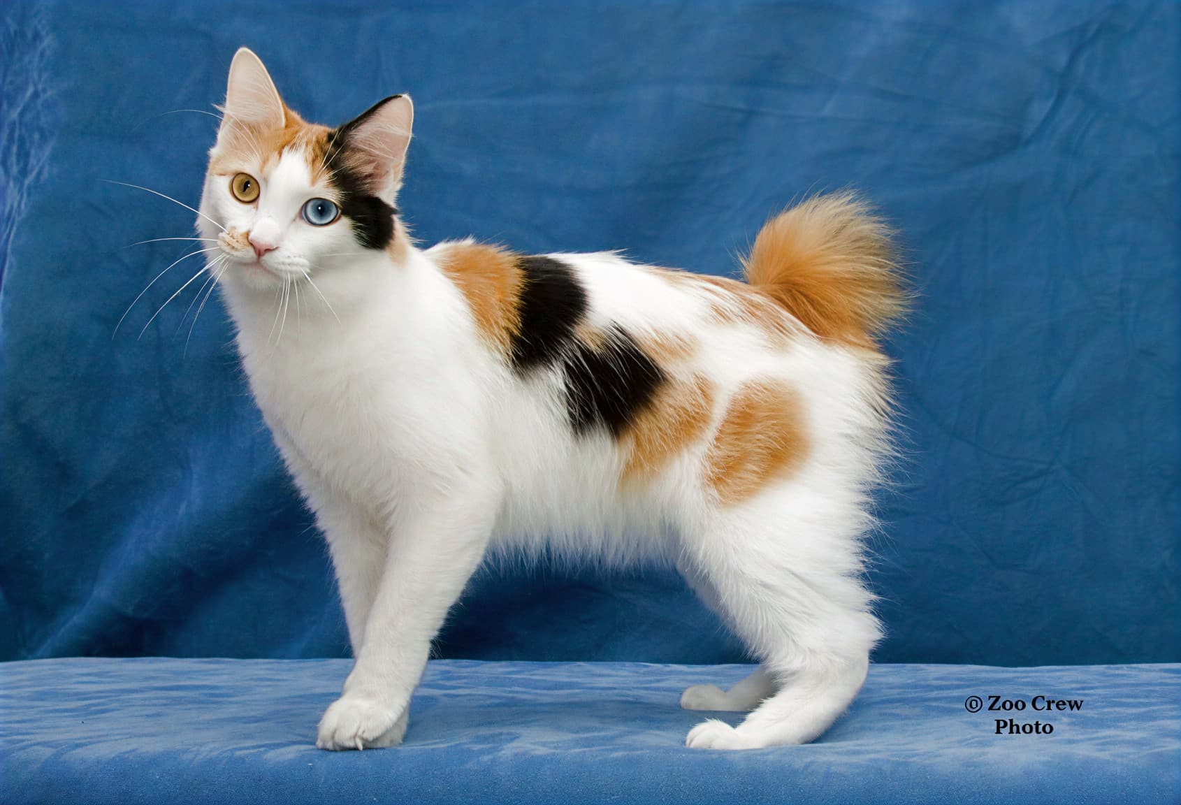 Японский бобтейл трёхцветного окраса ми-ке &mdash; порода с коротким хвостом-помпоном