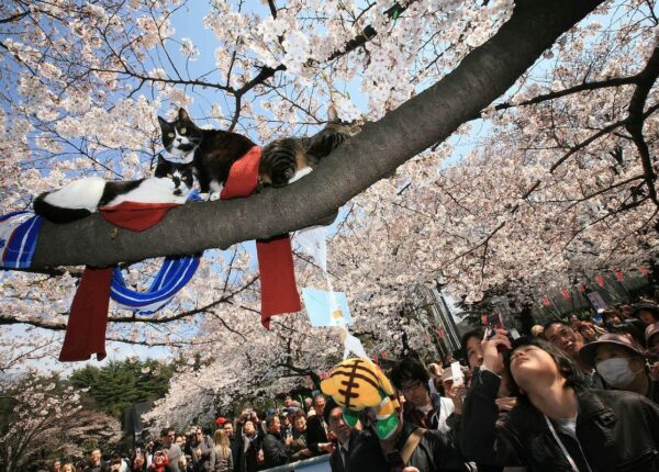 «Нян-нян-нян»: почему японцы празднуют День кошки 22 февраля