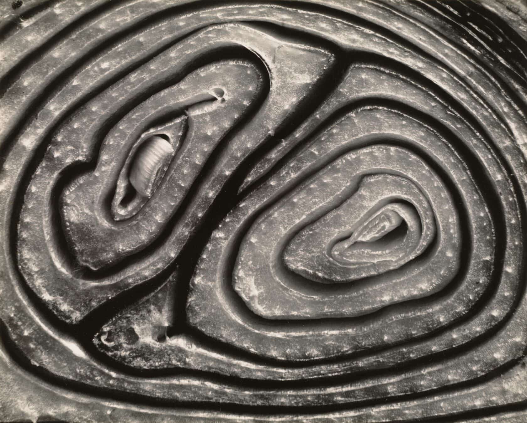 Разрезанный лук, 1930