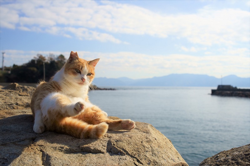 Кот сидит на фоне моря на острове Аосима, кошачий остров нэко-но-сима Япония